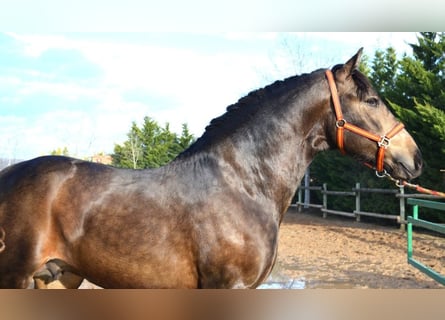 PRE Mestizo, Semental, 3 años, 162 cm, Buckskin/Bayo