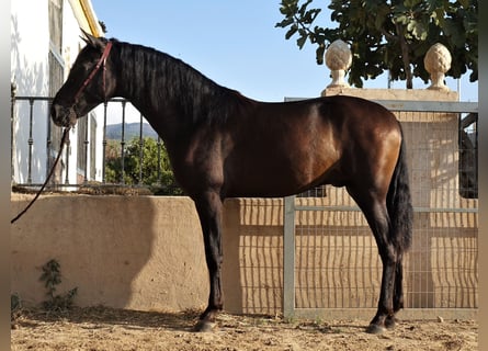 PRE Mestizo, Semental, 3 años, 162 cm, Morcillo