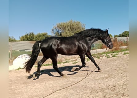 PRE, Semental, 3 años, 162 cm, Negro