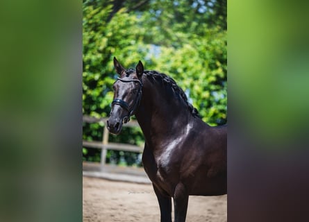 PRE, Semental, 3 años, 162 cm, Negro