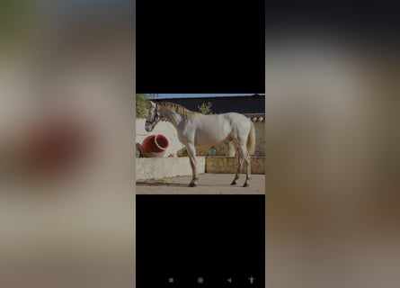 PRE, Semental, 3 años, 162 cm, Perla