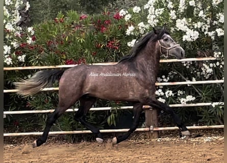 PRE Mestizo, Semental, 3 años, 162 cm, Tordo