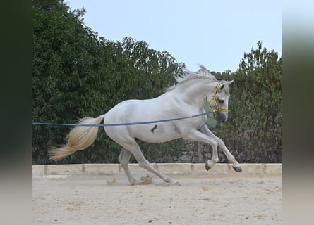 PRE Mestizo, Semental, 3 años, 162 cm, Tordo