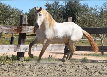 PRE, Semental, 3 años, 163 cm, Perla