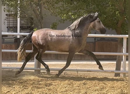 PRE Mestizo, Semental, 3 años, 163 cm, Tordo