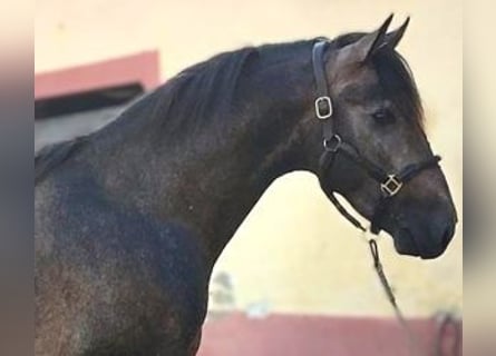 PRE Mestizo, Semental, 3 años, 163 cm, Tordo