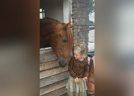 PRE, Semental, 3 años, 164 cm, Alazán