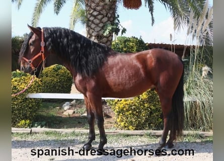 PRE Mestizo, Semental, 3 años, 164 cm, Castaño