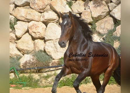 PRE Mestizo, Semental, 3 años, 164 cm, Castaño