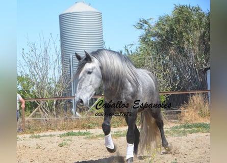 PRE, Semental, 3 años, 164 cm, Tordo rodado