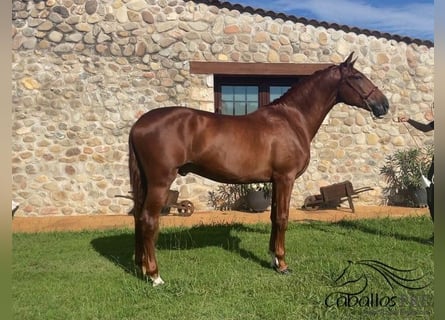 PRE Mestizo, Semental, 3 años, 165 cm, Alazán