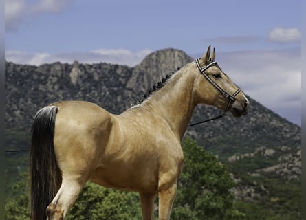 PRE, Semental, 3 años, 165 cm, Buckskin/Bayo