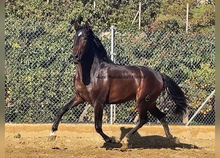 PRE Mestizo, Semental, 3 años, 165 cm, Castaño