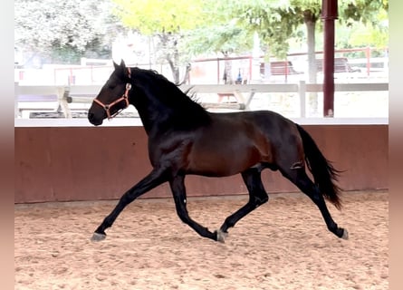 PRE, Semental, 3 años, 165 cm, Castaño oscuro