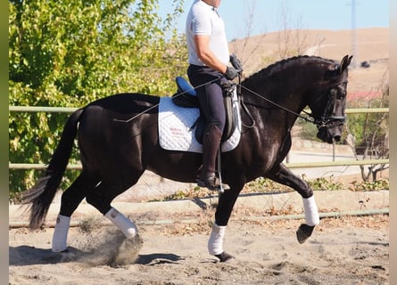PRE Mestizo, Semental, 3 años, 165 cm, Negro