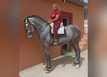 PRE, Semental, 3 años, 165 cm, Tordo rodado