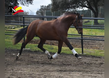 PRE Mestizo, Semental, 3 años, 166 cm, Castaño