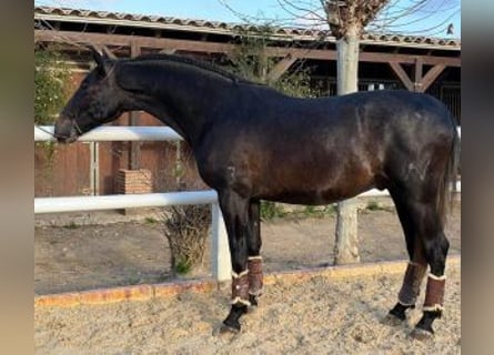 PRE Mestizo, Semental, 3 años, 166 cm, Negro