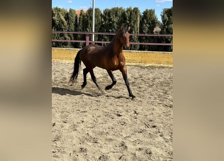 PRE Mestizo, Semental, 3 años, 167 cm, Castaño