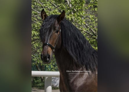 PRE Mestizo, Semental, 3 años, 167 cm, Castaño oscuro