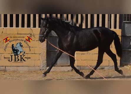 PRE, Semental, 3 años, 167 cm, Negro