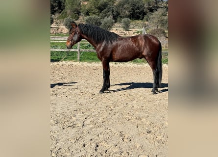 PRE Mestizo, Semental, 3 años, 168 cm, Castaño