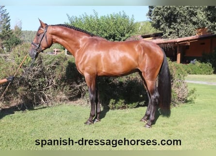 PRE, Semental, 3 años, 168 cm, Castaño