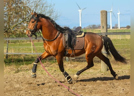 PRE, Semental, 3 años, 168 cm, Castaño