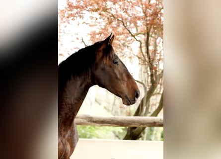 PRE, Semental, 3 años, 168 cm, Castaño oscuro