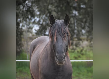 PRE, Semental, 3 años, 168 cm, Negro