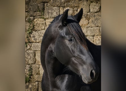 PRE, Semental, 3 años, 168 cm, Negro