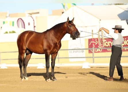 PRE, Semental, 3 años, 169 cm, Castaño claro