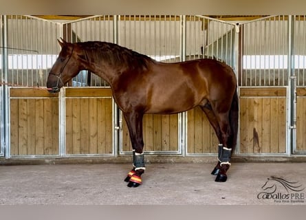 PRE, Semental, 3 años, 170 cm, Alazán