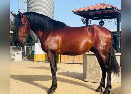 PRE Mestizo, Semental, 3 años, 170 cm, Castaño oscuro