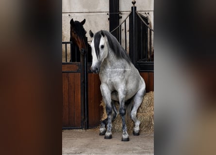 PRE Mestizo, Semental, 3 años, 170 cm, Tordo