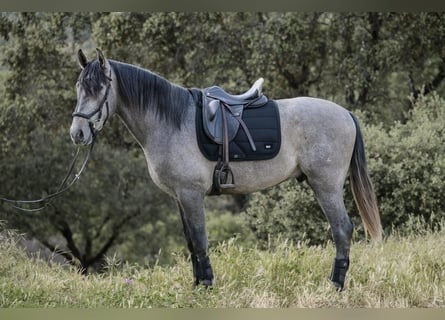 PRE, Semental, 3 años, 170 cm, Tordo