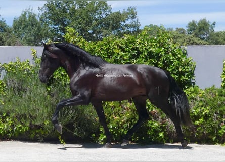 PRE Mestizo, Semental, 3 años, 171 cm, Negro