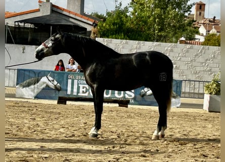 PRE Mestizo, Semental, 3 años, 172 cm, Tordo rodado