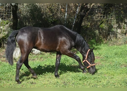 PRE, Semental, 3 años, 174 cm, Negro