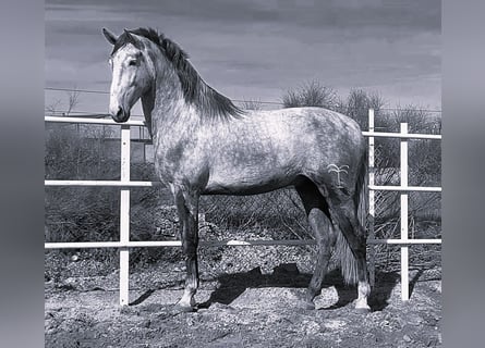 PRE Mestizo, Semental, 3 años, 175 cm, Tordo