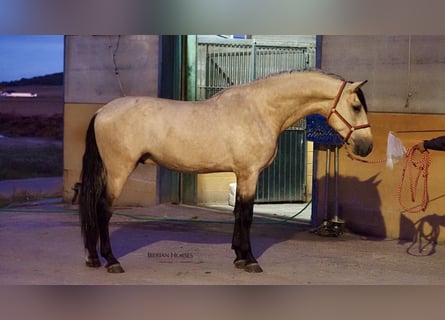 PRE Mestizo, Semental, 3 años, 178 cm, Buckskin/Bayo