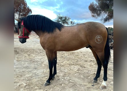 PRE, Semental, 3 años, Buckskin/Bayo