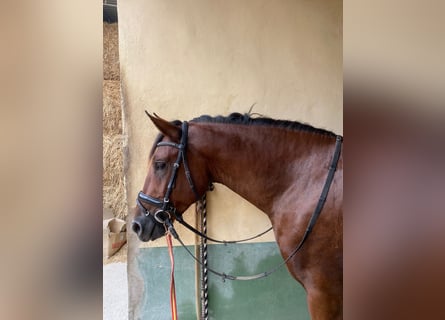 PRE Mestizo, Semental, 3 años, Castaño