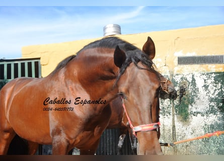 PRE, Semental, 4 años, 153 cm, Castaño