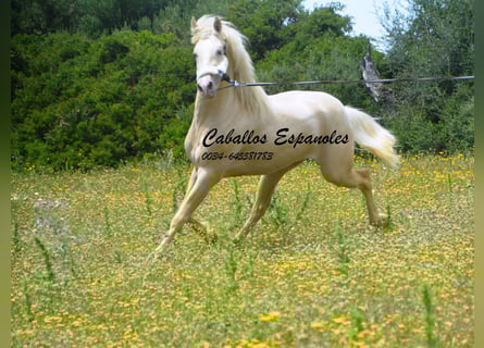 PRE, Semental, 4 años, 156 cm, Palomino