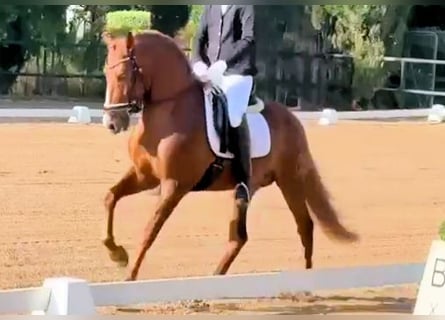 PRE Mestizo, Semental, 4 años, 158 cm, Alazán