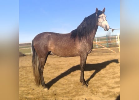 PRE Mestizo, Semental, 4 años, 158 cm, Tordo