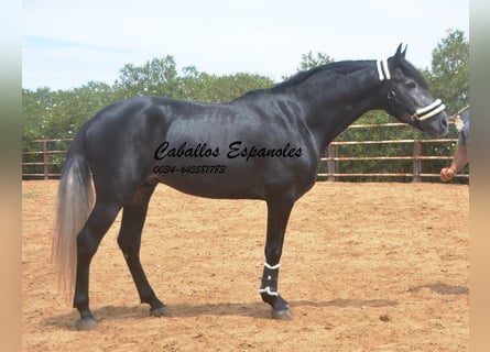 PRE, Semental, 4 años, 159 cm, Tordillo negro