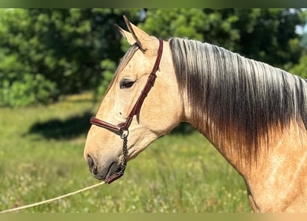 PRE, Semental, 4 años, 160 cm, Bayo