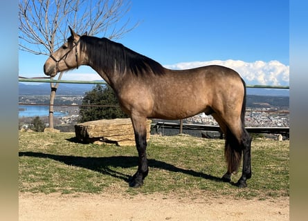 PRE Mestizo, Semental, 4 años, 160 cm, Bayo